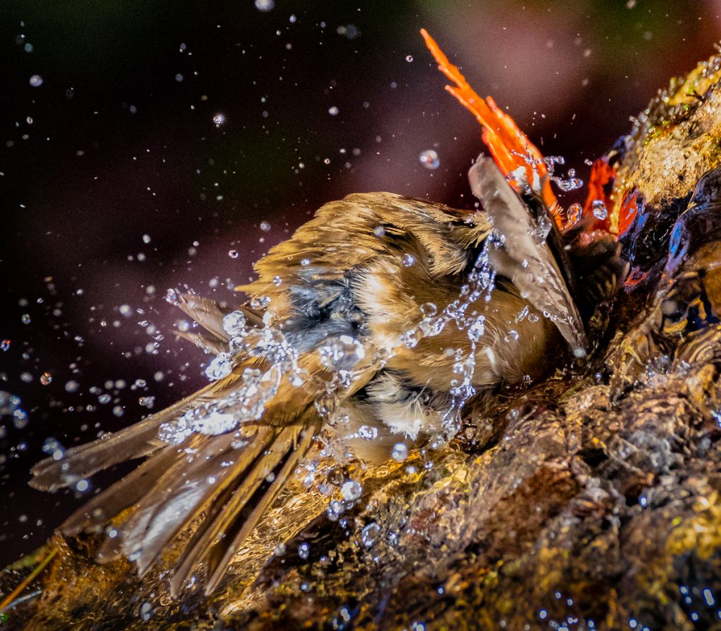 Where Is The Bird - Jeff Thompson